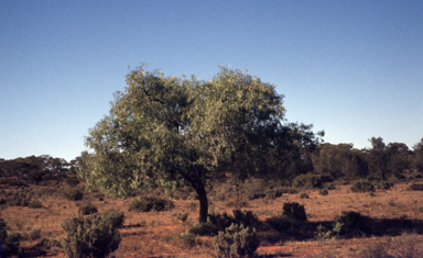 APII jpeg image of Alectryon oleifolius  © contact APII