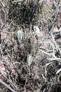 APII jpeg image of Leichhardtia australis  © contact APII