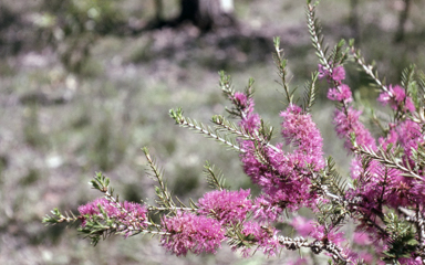 APII jpeg image of Melaleuca wilsonii  © contact APII