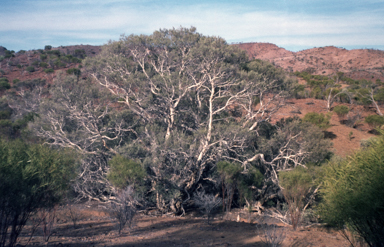 APII jpeg image of Melaleuca glomerata  © contact APII