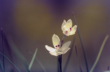 APII jpeg image of Thelymitra antennifera  © contact APII