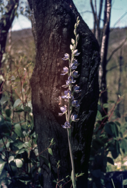 APII jpeg image of Thelymitra grandiflora  © contact APII