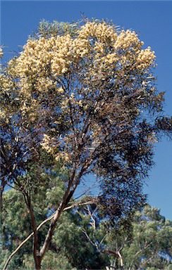 APII jpeg image of Eucalyptus albida  © contact APII