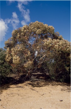 APII jpeg image of Eucalyptus brachycalyx  © contact APII