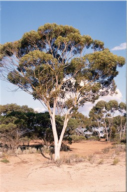 APII jpeg image of Eucalyptus brockwayi  © contact APII
