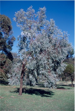 APII jpeg image of Eucalyptus caleyi  © contact APII