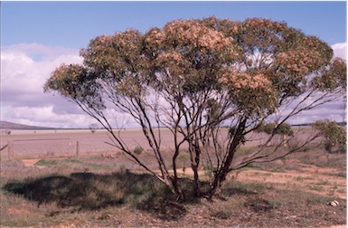 APII jpeg image of Eucalyptus calycogona  © contact APII