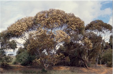 APII jpeg image of Eucalyptus calycogona  © contact APII