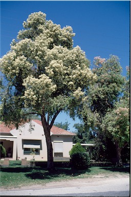 APII jpeg image of Eucalyptus calophylla  © contact APII