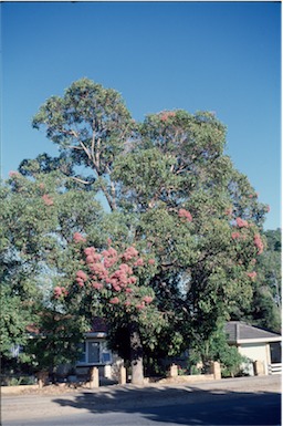 APII jpeg image of Eucalyptus calophylla  © contact APII