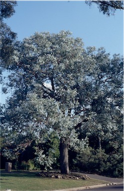 APII jpeg image of Eucalyptus cinerea  © contact APII