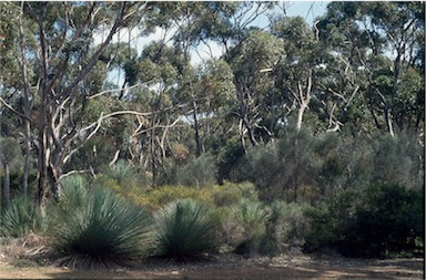 APII jpeg image of Eucalyptus cladocalyx  © contact APII