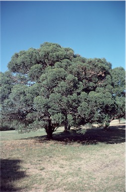 APII jpeg image of Eucalyptus conferruminata  © contact APII