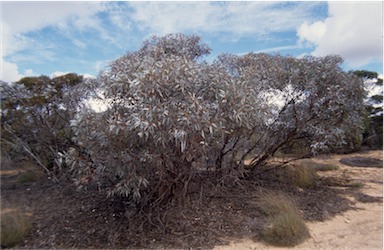 APII jpeg image of Eucalyptus cyanophylla  © contact APII