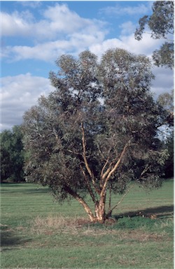 APII jpeg image of Eucalyptus erythronema  © contact APII
