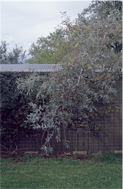APII jpeg image of Eucalyptus eucentrica  © contact APII
