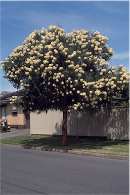 APII jpeg image of Corymbia eximia  © contact APII