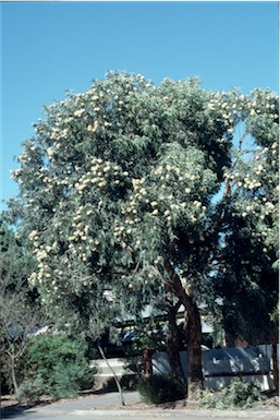 APII jpeg image of Corymbia eximia  © contact APII