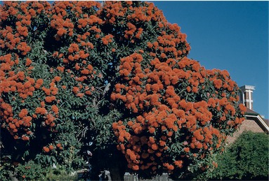 APII jpeg image of Corymbia ficifolia  © contact APII