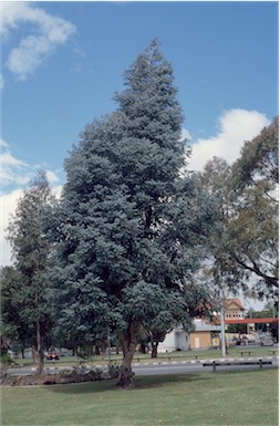 APII jpeg image of Eucalyptus gunnii  © contact APII