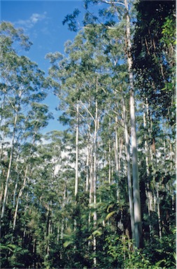 APII jpeg image of Eucalyptus grandis  © contact APII