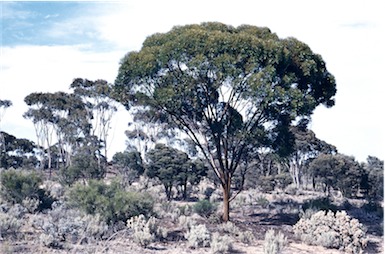 APII jpeg image of Eucalyptus salubris  © contact APII