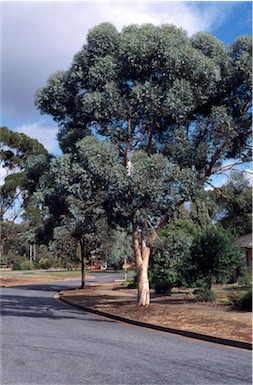 APII jpeg image of Eucalyptus gardneri  © contact APII