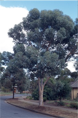 APII jpeg image of Eucalyptus gardneri  © contact APII
