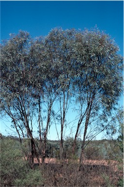 APII jpeg image of Eucalyptus odorata  © contact APII