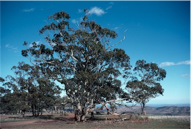 APII jpeg image of Eucalyptus  leucoxylon  © contact APII