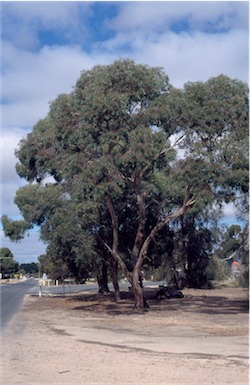 APII jpeg image of Eucalyptus  leucoxylon subsp. megalocarpa  © contact APII