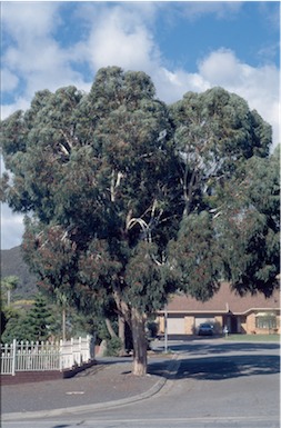 APII jpeg image of Eucalyptus  leucoxylon subsp. megalocarpa  © contact APII