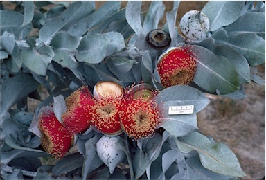 APII jpeg image of Eucalyptus macrocarpa  © contact APII