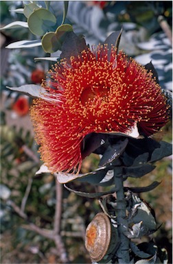 APII jpeg image of Eucalyptus macrocarpa  © contact APII