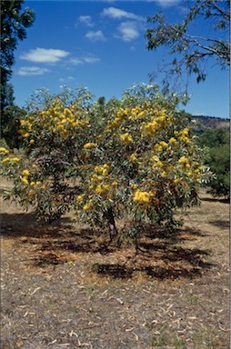 APII jpeg image of Eucalyptus  macrandra  © contact APII