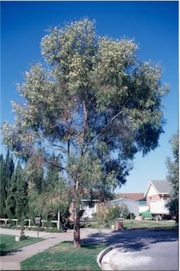APII jpeg image of Eucalyptus  melliodora  © contact APII