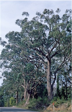 APII jpeg image of Eucalyptus obliqua  © contact APII