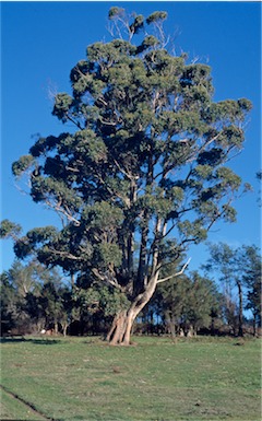 APII jpeg image of Eucalyptus  obliqua  © contact APII