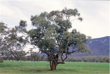 APII jpeg image of Eucalyptus  odorata  © contact APII