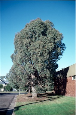 APII jpeg image of Eucalyptus  nicholii  © contact APII