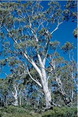 APII jpeg image of Eucalyptus  pauciflora  © contact APII
