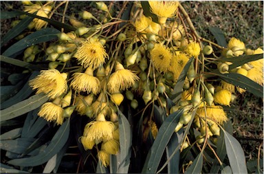 APII jpeg image of Eucalyptus petiolaris  © contact APII