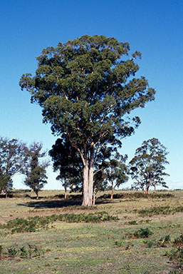 APII jpeg image of Eucalyptus  pilularis  © contact APII