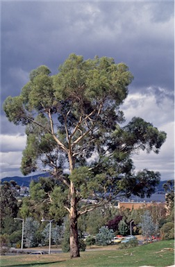 APII jpeg image of Eucalyptus  pulchella  © contact APII