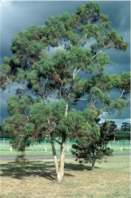APII jpeg image of Eucalyptus  pulchella,<br/>Eucalyptus pulchella  © contact APII