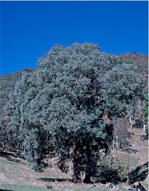 APII jpeg image of Eucalyptus  polyanthemos  © contact APII
