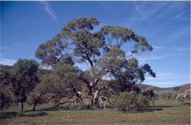 APII jpeg image of Eucalyptus  porosa  © contact APII