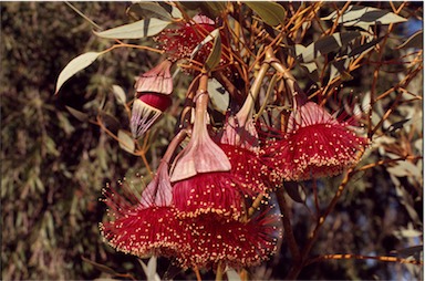 APII jpeg image of Eucalyptus pyriformis  © contact APII