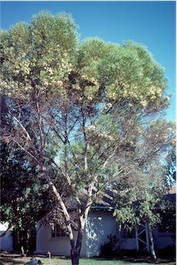 APII jpeg image of Eucalyptus  redunca subsp. wandoo  © contact APII