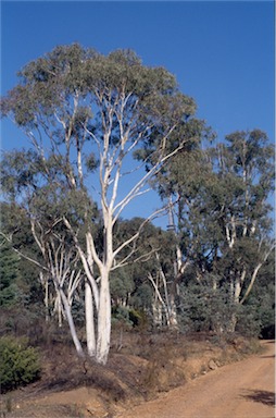 APII jpeg image of Eucalyptus  rossii  © contact APII